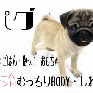 【 パグ 】フォーンカラーの女の子・飼いやすい性格でお手入れも簡単に出来ちゃう!