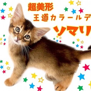 【 ソマリ 】まるで家庭を照らす太陽!王道ルディカラーの超美形!!