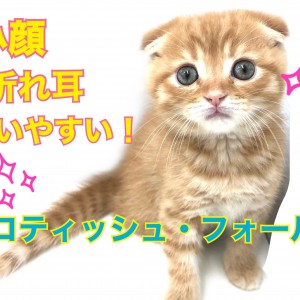 【 スコティッシュフォールド 】小さなお顔に抜群の折れ耳!飼いやすさ満点!