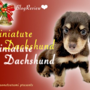 【 ミニチュアダックスフント 】クリスマスにハマるショコラカラーの美少女!