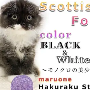 【 スコティッシュフォールド 】モノクロの垂れ耳!手入れとフードのあげ方は?