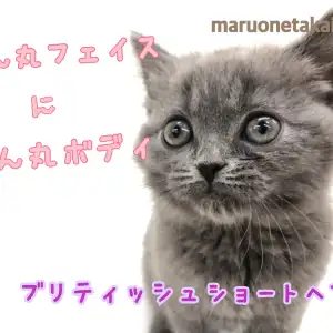 【 ブリティッシュショートヘア 】まん丸女の子!その体格にあったフードもご紹介!