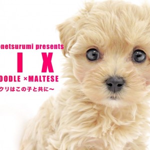 【 MIX 】アプリコットのマルプー登場!クリスマスの天使が鶴見店に舞い降りた!