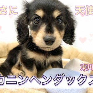 【 カニンヘンダックス 】大人気ブラック&イエローの癒し系おっとりダックス参上!