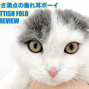 【 スコティッシュフォールド 】可愛さ満点の垂れ耳ボーイのセカンドレビュー!