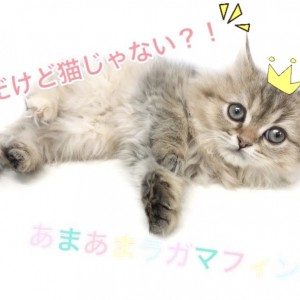 【 ラガマフィン 】人懐っこく甘えん坊な性格!猫初心者にもオススメなその理由とは?