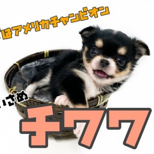 【 チワワ 】パパはアメリカチャンピオン!良血統チワワちゃん登場!