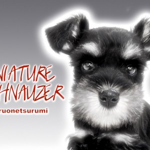 【 ミニチュアシュナウザー 】ブラック&シルバーのコントラストが美しい女の子!