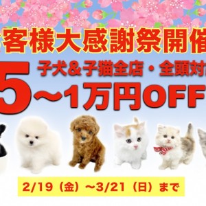 【お客様大感謝祭開催!】子犬&子猫がスペシャルプライス!5〜1万円OFF!