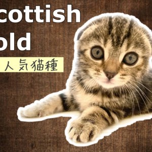 【 スコティッシュフォールド 】史上最強の垂れ耳！丸顔スコティッシュちゃん登場！