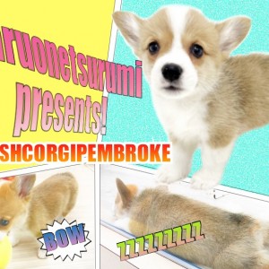 【 コーギー 】このプリケツたまらん!!垂れ目で優しい顔のロールキャベツ男子!