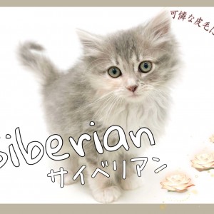 【 サイベリアン 】数少ないブルーパッチドタビー＆ホワイトカラー！東川口店のアイドル