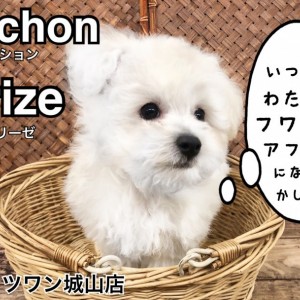 【 ビションフリーゼ 】将来はモコモコアフロカット?フランスの人気愛玩犬