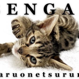 【 ベンガル 】生後約2ヶ月のくっきりロゼット!甘えん坊なワイルドガール!