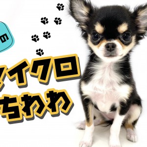 【 チワワ 】生後5ヶ月半で体重1.1kgのマイクロ系!極小サイズで成長中!!