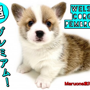 【 ウェルシュコーギーペンブローク 】2頭身の愛され系!短足ペットライフの主役!