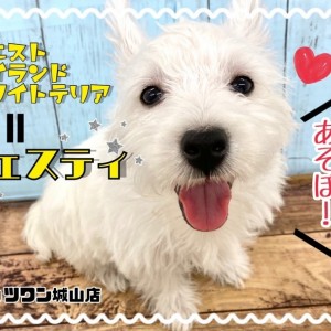 【 ウェストハイランドホワイトテリア 】絡まりづらく抜けづらい毛のテリア登場!