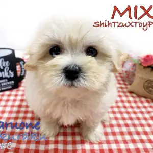 【 MIX 】プードルとシーズーのレア犬種！初めての方にオススメ温和な性格は必見