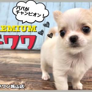 【 チワワ 】お父さんはチャンピオンのプレミアムボーイ