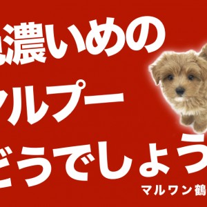 【 MIX 】濃いめのカラーリングを探している方必見のマルプー登場!