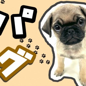 【 パグ 】わんこ界の鼻ぺちゃ代表!パグちゃんとの遊び方もご紹介