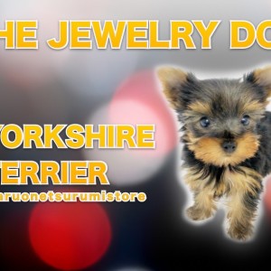 【 ヨークシャーテリア 】その姿は動く宝石!驚異のルックスの美少女♡