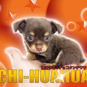 【 チワワ 】マルワン鶴見店大注目！手乗りサイズのチョコタンチワワ！