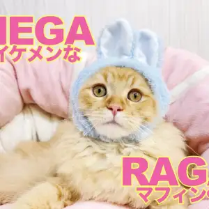 【 ラガマフィン 】最強フレンドリーに成長!何をされてもオッケーニャンだBOY!