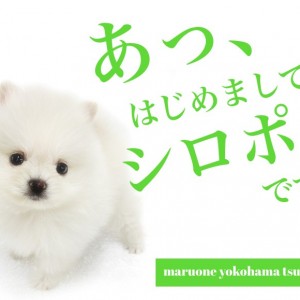 【 ポメラニアン 】可愛さ抜群!毛量たっぷりの小さめ白ポメ登場!