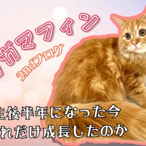 【 ラガマフィン 】生後半年になったラガマフィンちゃんの成長記録!セカンドブログ