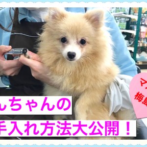 【 お役立て情報 】誰でも簡単に出来る!ワンちゃんのお手入れ方法大公開!