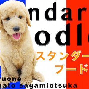 【 スタンダード・プードル 】レアなスタンプー!大型犬との暮らしの幸せポイント!