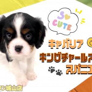 【 キャバリア・キングチャールズ・スパニエル 】超マイペースな癒し犬