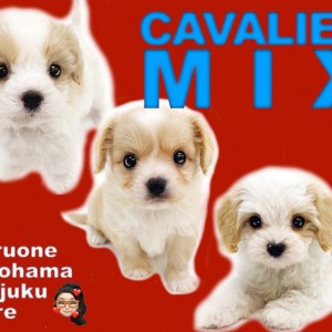 【 キャバリアMIX犬特集 】大注目！幻のキャバリアハーフ犬をご紹介！