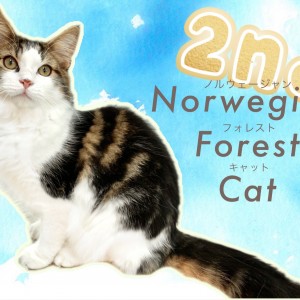 【 ノルウェージャンフォレストキャット 】生後半年の成長記録!セカンドブログ!
