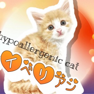 【 サイベリアン 】クリームタビーの優しい色味、天使のような可愛さサイベリアン