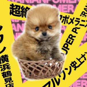 【 ポメラニアン 】可愛さ超弩級!生後60日で驚きの395g!オレンジポメ登場!