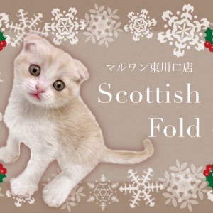 【 スコティッシュフォールド 】愛らしさ満点な垂れ耳、大人気色クリームタビー!