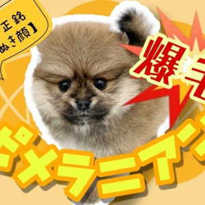 【 極小ポメラニアン 】マズル短めの超タヌキ顔ポメラニアン!爆毛ボディも必見!