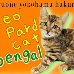 【 ベンガル 】ワイルドな見た目と甘えん坊な性格のギャップが最高なヒョウ柄猫!