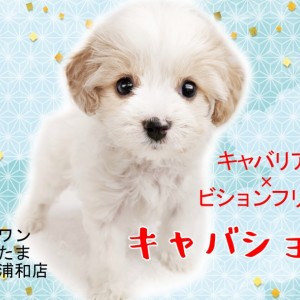 【 キャバション 】希少MIXキャバションとの生活をご紹介！！