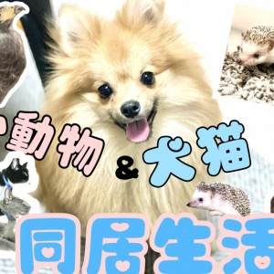 【 多頭飼い愛 】犬&猫は種族を超えた動物と同居可能?鷹、ハリネズミも登場!