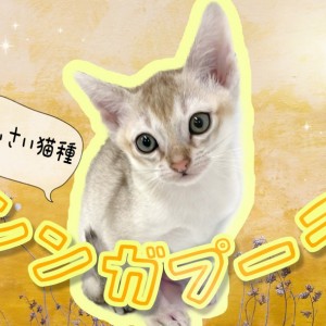 【 シンガプーラ 】世界最小・希少猫種!マルワン東川口店NO.1の甘えん坊さん