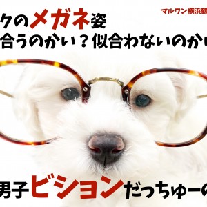 【 ビション・フリーゼ 】将来はファッションモデル!穏やかで優しい性格の持ち主!