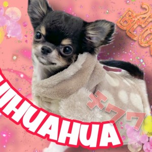 【 チワワ 】天真爛漫!元気いっぱいな女の子!セカンドブログ大公開
