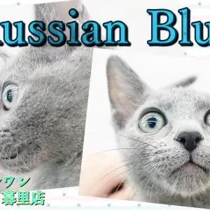【 ロシアンブルー 】猫好きも犬好きも虜にするボイスレス甘えん坊キャット!