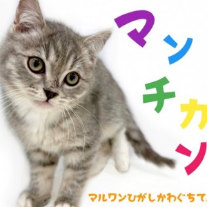 【 マンチカン 】今月の目玉ニャンコ!靴下を履いた甘え上手な超絶美少年!