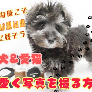 【 ペット撮影 】一眼レフを使って愛犬&愛猫を綺麗に撮影してみよう!