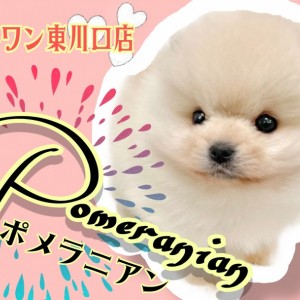 【 極小ポメラニアン 】わたあめの様なボリューミーな被毛!白たぬきポメ登場!
