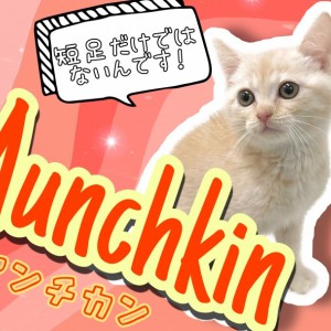 【 マンチカン 】愛くるしい表情のマンチカン!足が短い子よりも魅力的な点もご紹介